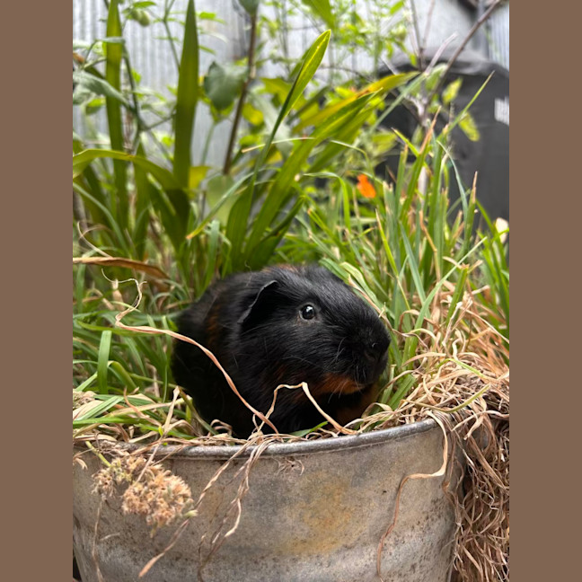 Photo of Oliver