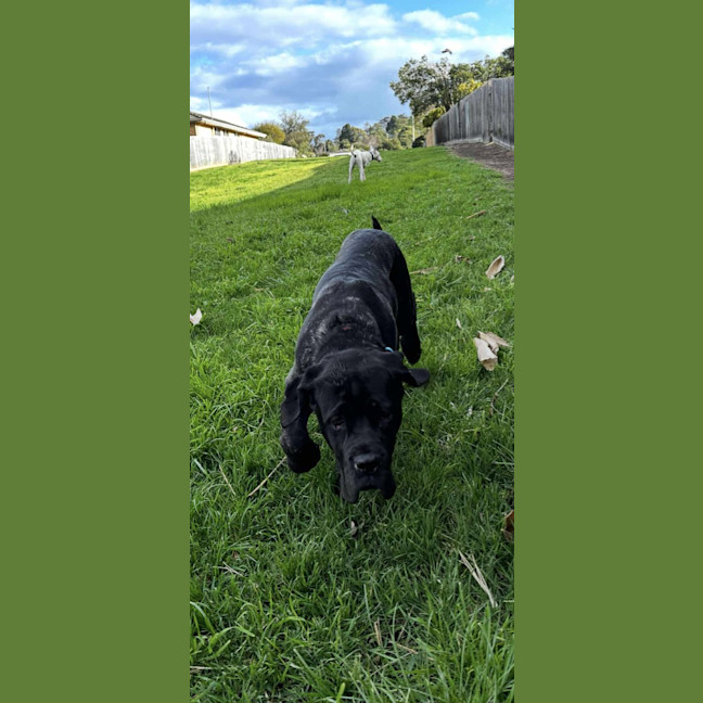 Photo of Charlie