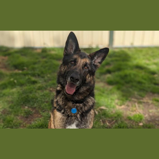Photo of Bear