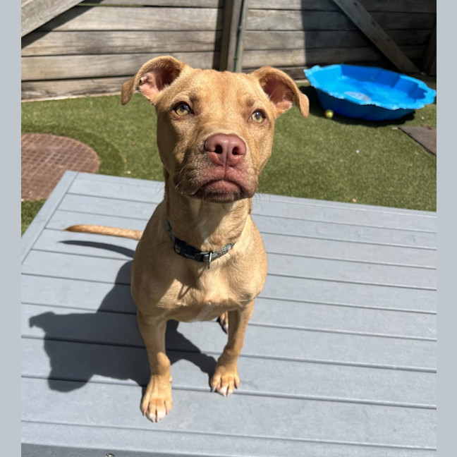 Photo of Cooper