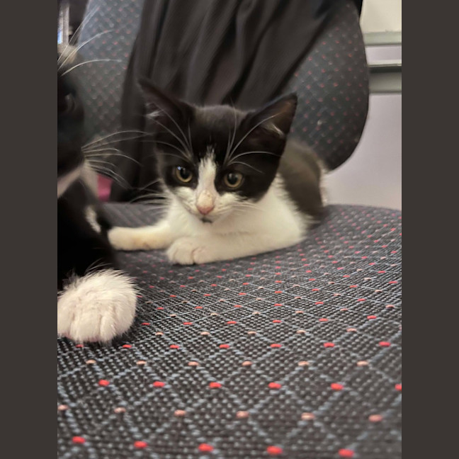 Photo of Ghost