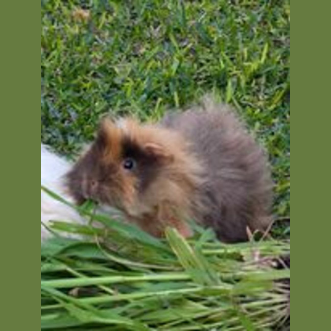 Photo of Max & Floyd 