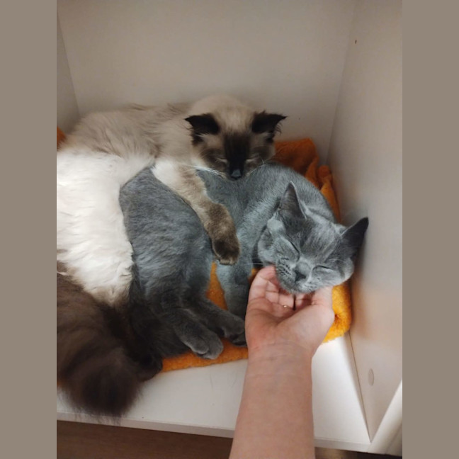 Photo of Mya (Bonded To Luna)