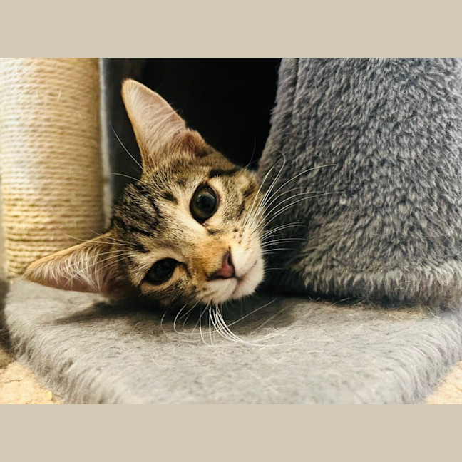 Photo of Maverick