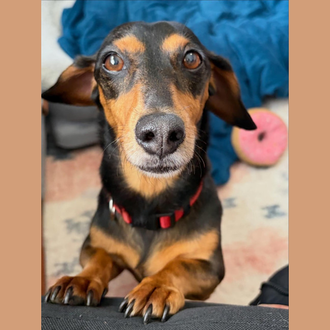 Photo of Sally   8 Year Old Dachshund