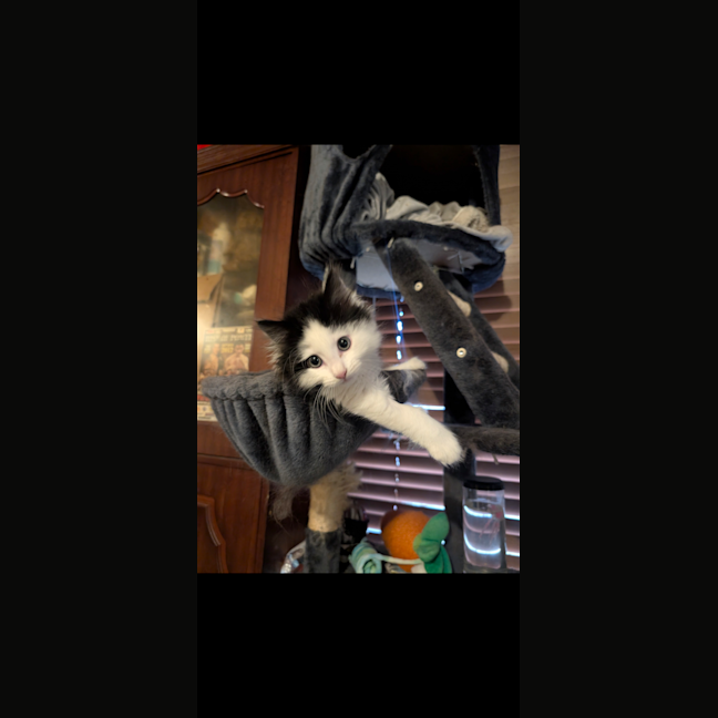 Photo of Bobby (Was Oreo)