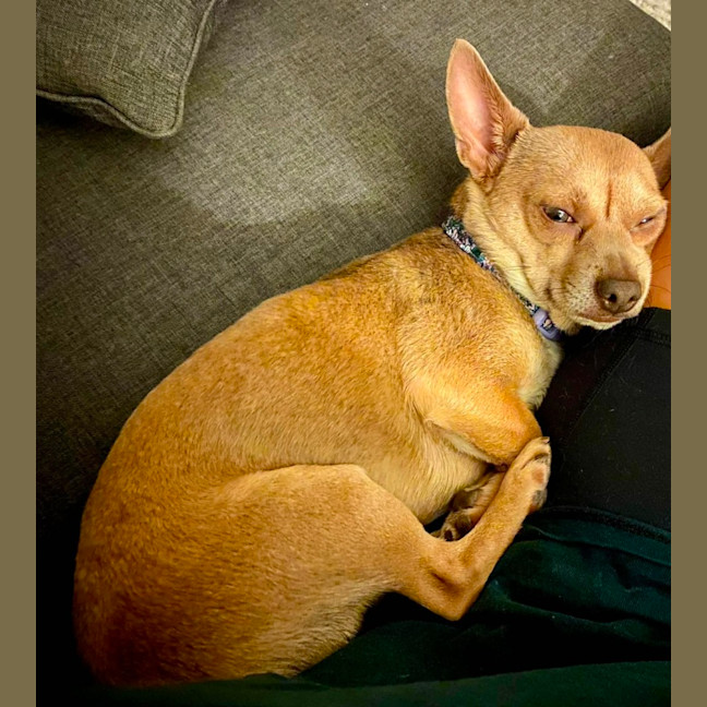 Photo of Deacon