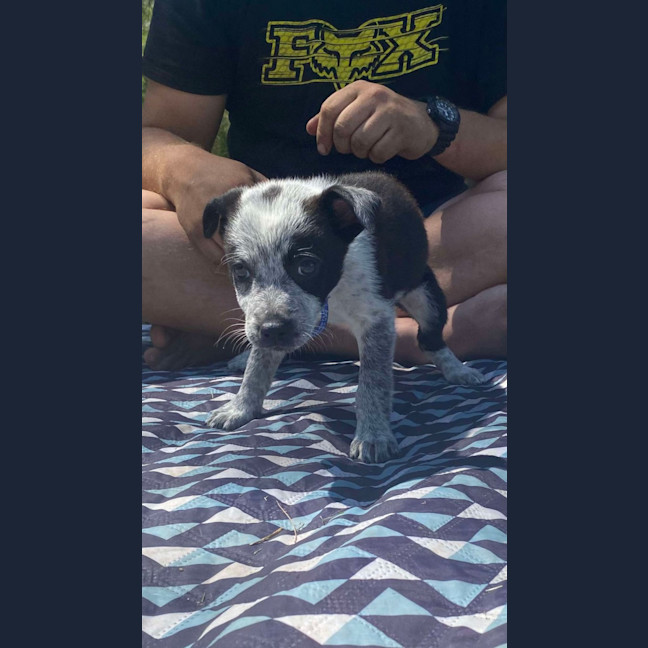 Photo of Oreo   8 Week Old Kelpie X (Trial)