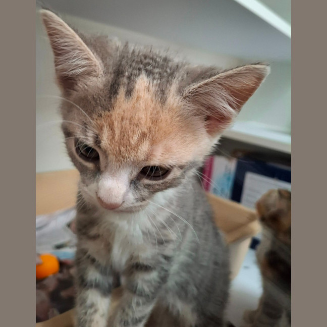 Photo of Geneva (9958)