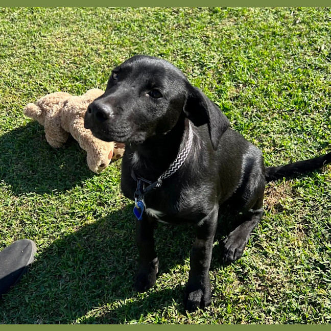 Photo of Prince William   5 Month Old Kelpie X