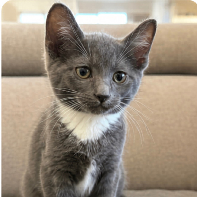 Photo of Obi