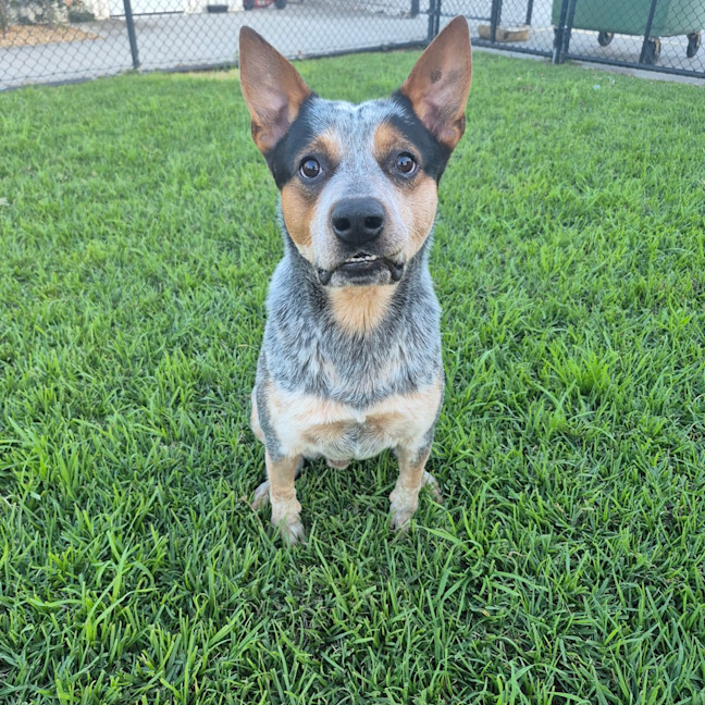 Photo of Toby 