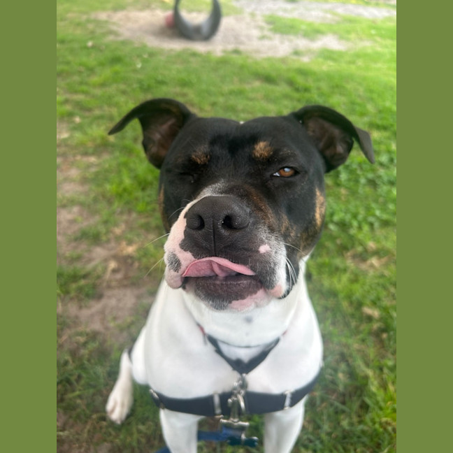 Photo of Meeko