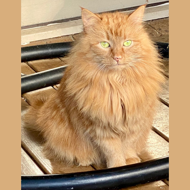 Photo of Mango Fluff