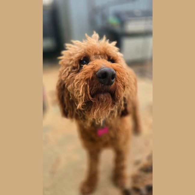 Photo of Clifford