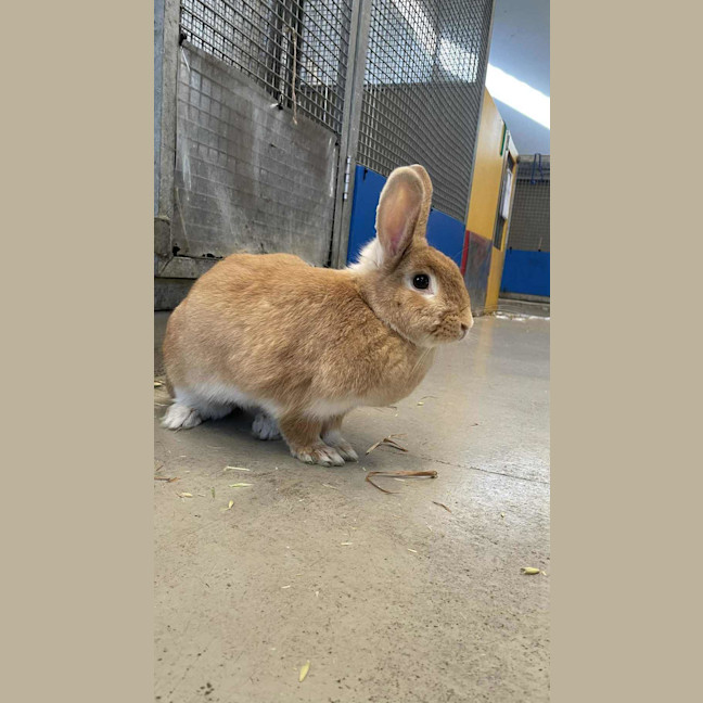 Photo of Mango