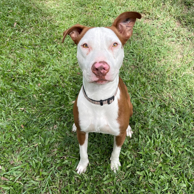 Photo of Dante