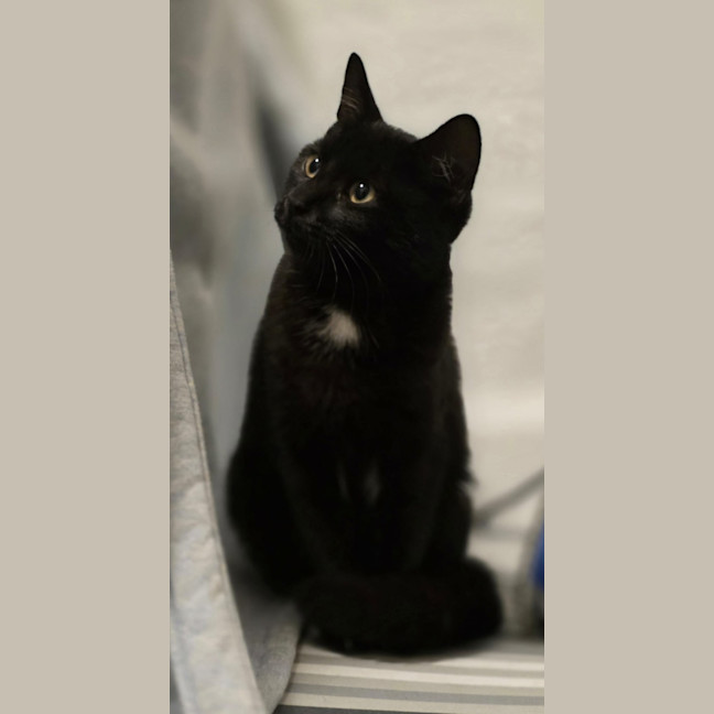 Photo of Knightly 