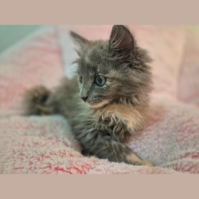 Photo of Cleo
