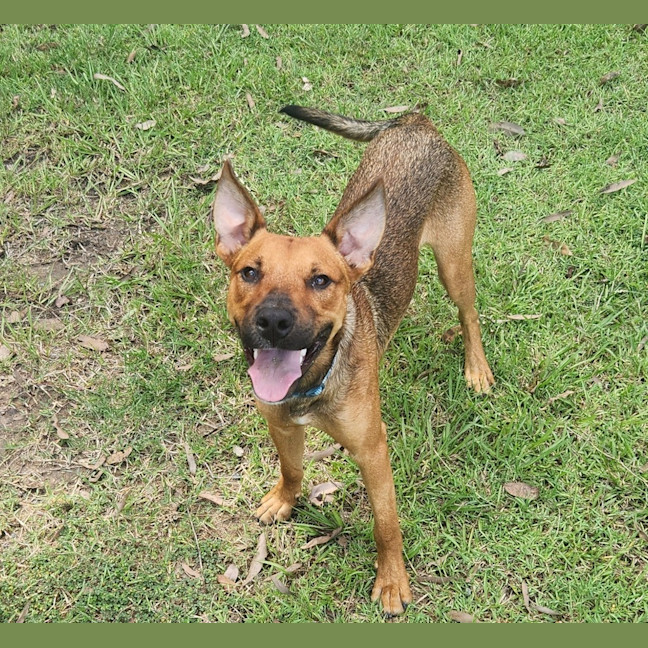Photo of Rusty