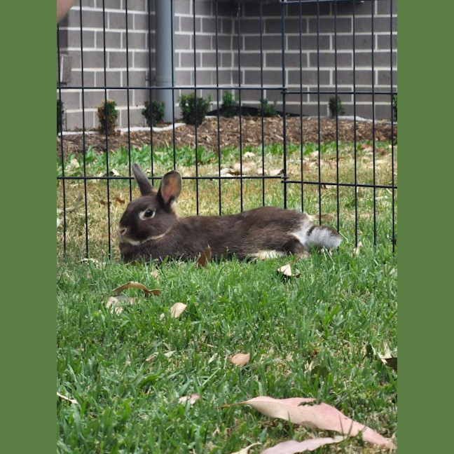 Photo of Olive (W Basil)