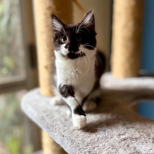 Photo of Puffin   Located In Templestowe