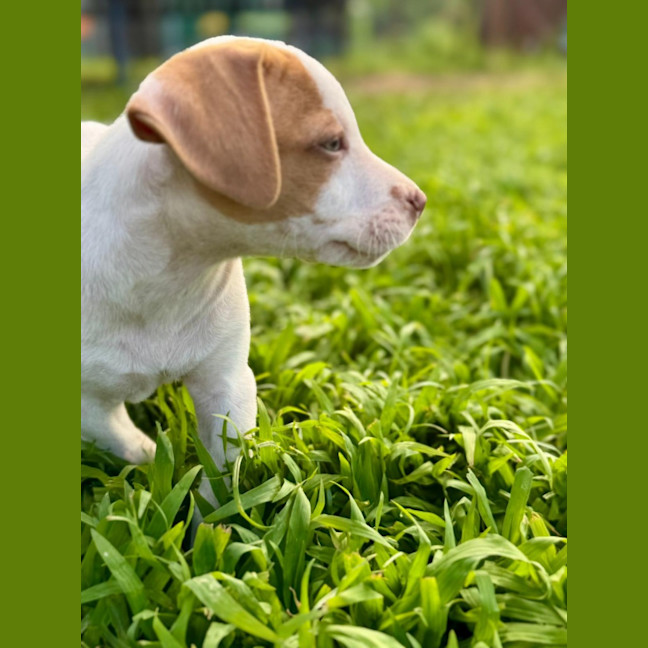 Photo of Reggie/Jingle