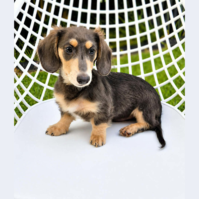 Photo of Cooper