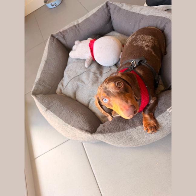 Photo of Winston