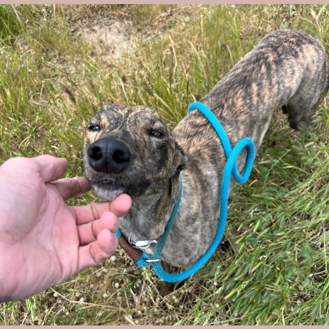 Photo of American Angel 