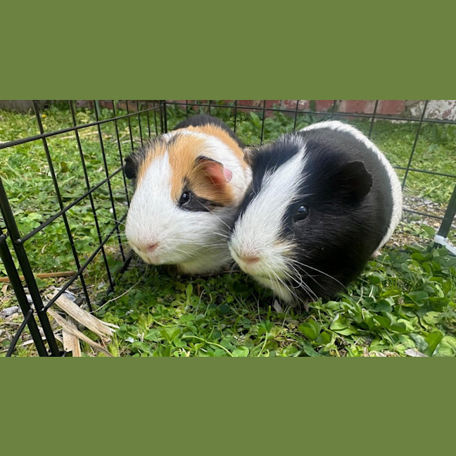 Photo of Cookie / Cream