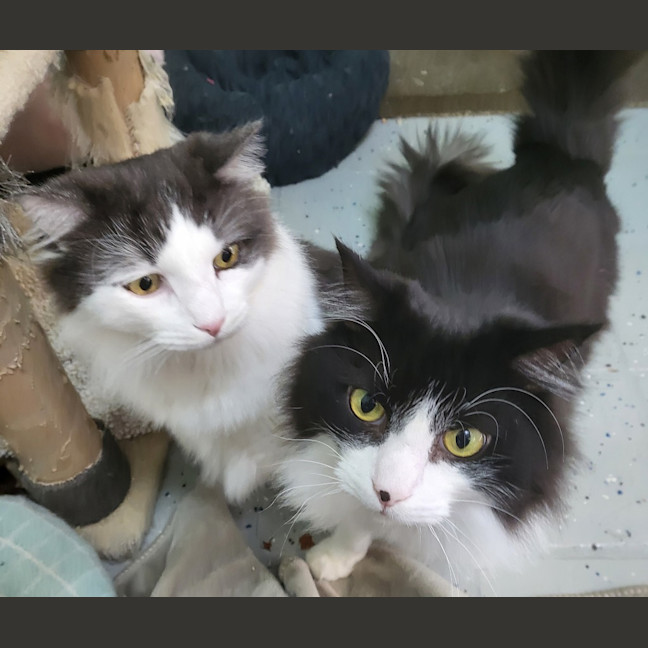 Photo of Dorian Gray