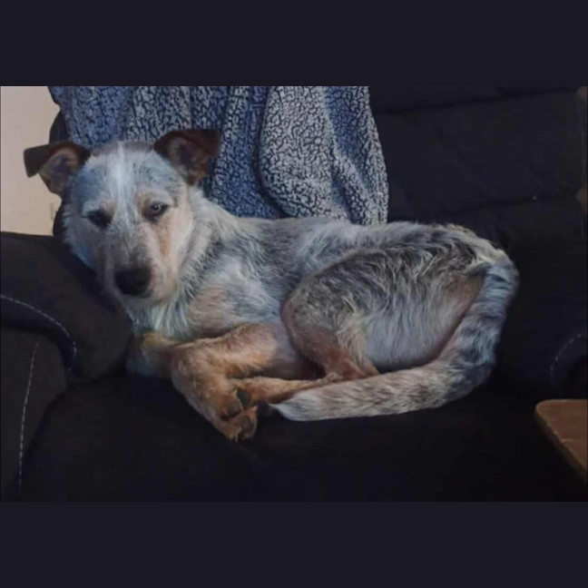 Photo of Jelly Slice