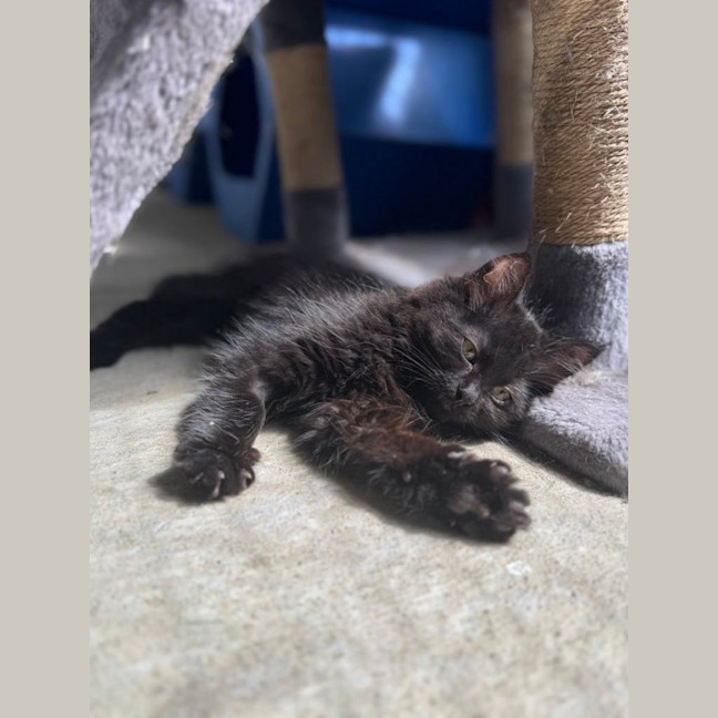Photo of Piper