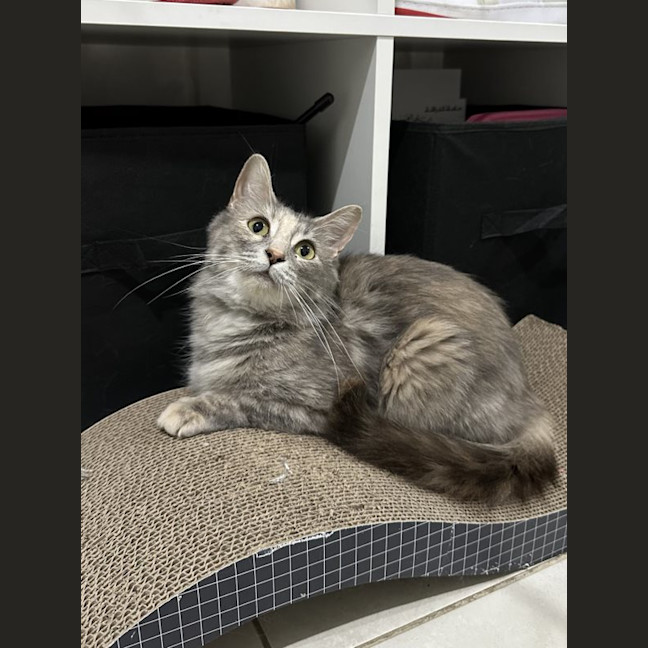 Photo of Snowy
