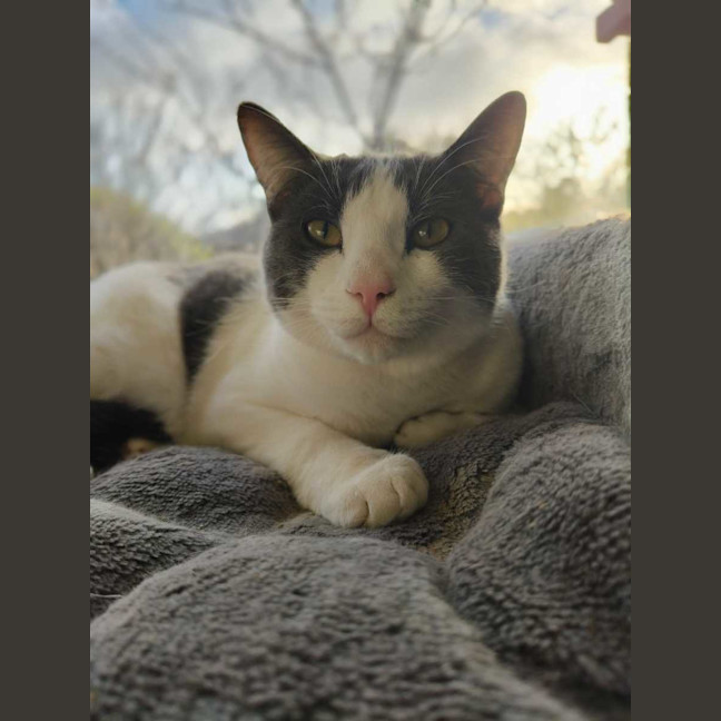 Photo of Earl Grey