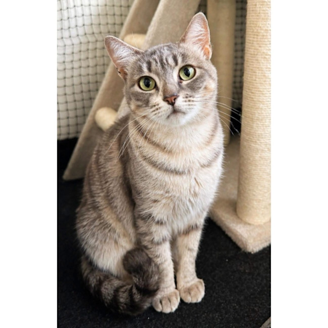 Photo of 12994   Tuna