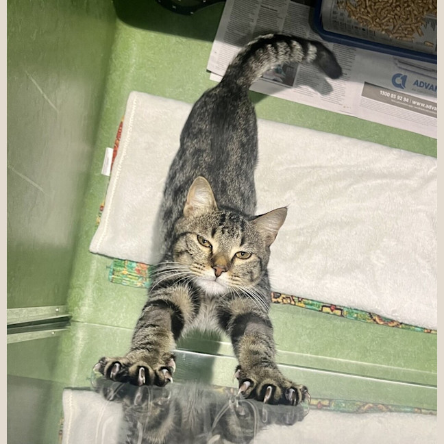 Photo of Bootus