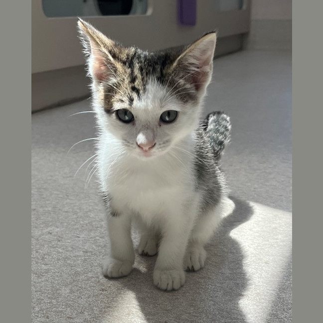 Photo of Mazda (8923)