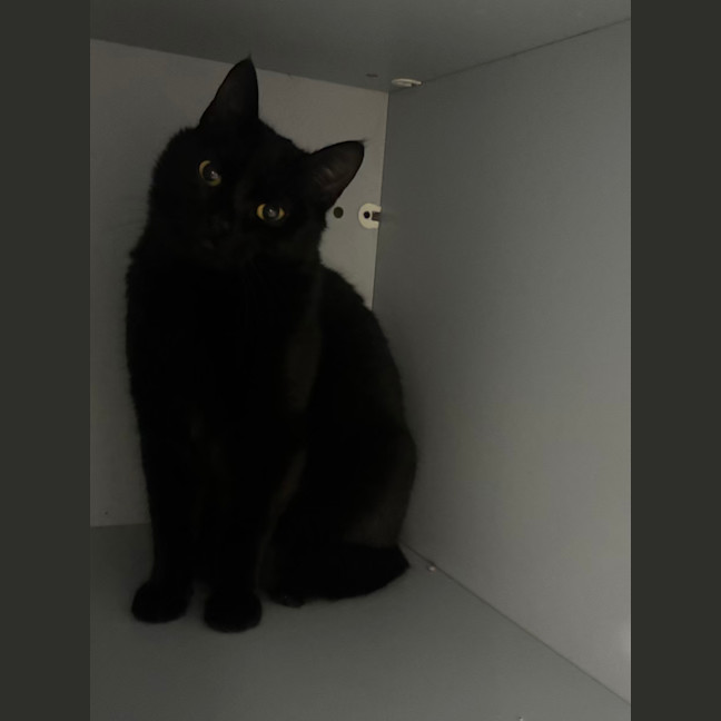 Photo of Nox