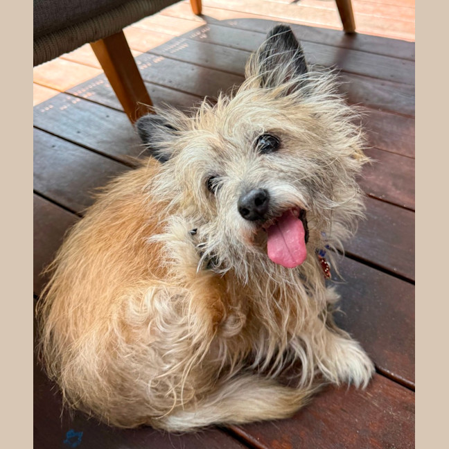 Photo of Honey   15 Year Old Cairn Terrier