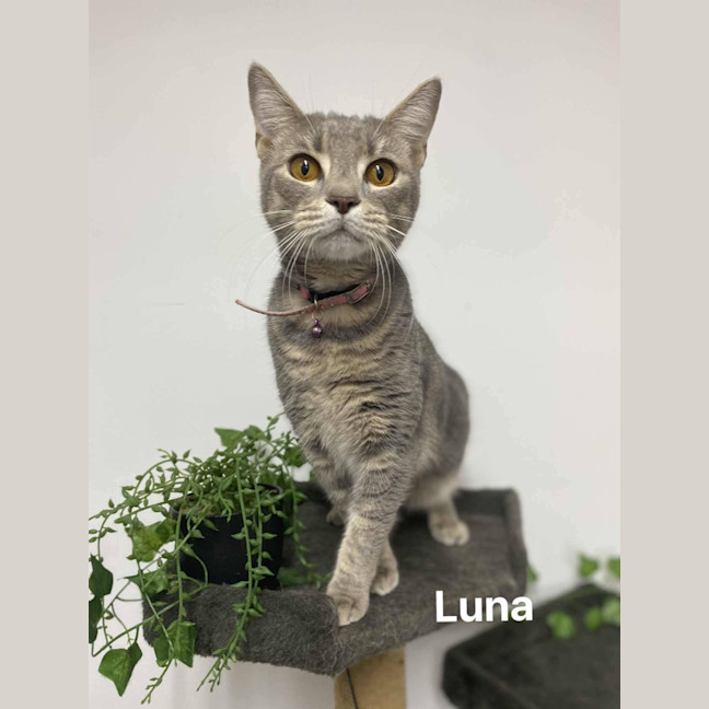 Photo of Luna