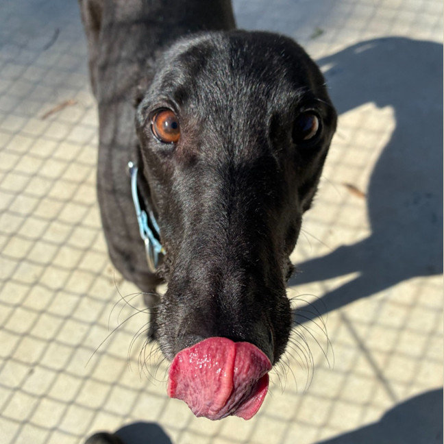 Photo of Tang Mo The Greyhound