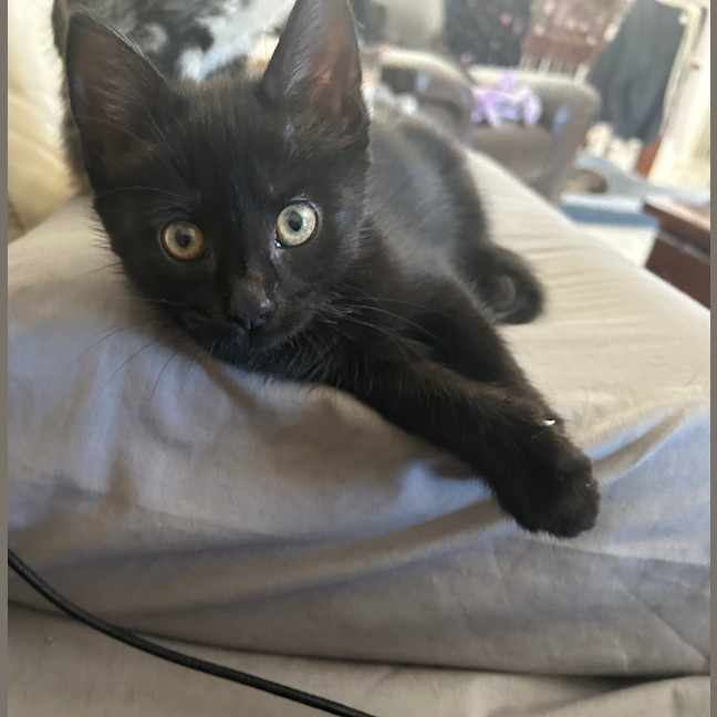 Photo of Clover 