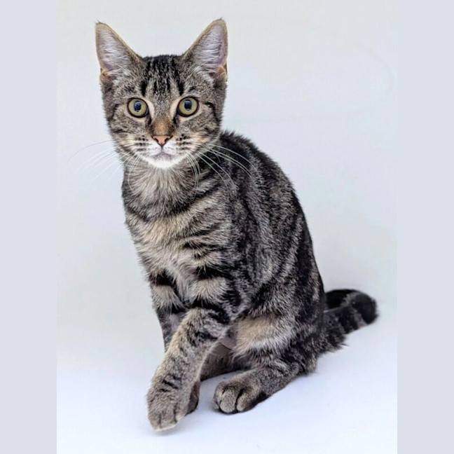 Photo of Piper