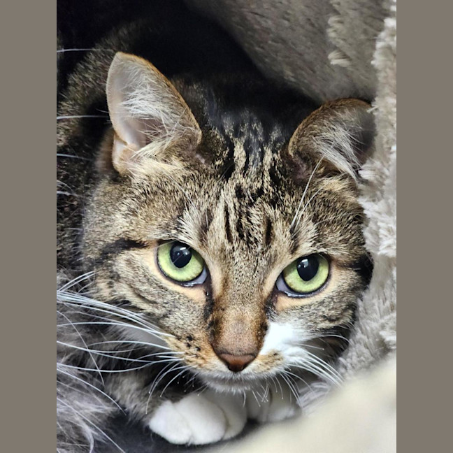 Photo of 🧶 Maggie 7215 🧶