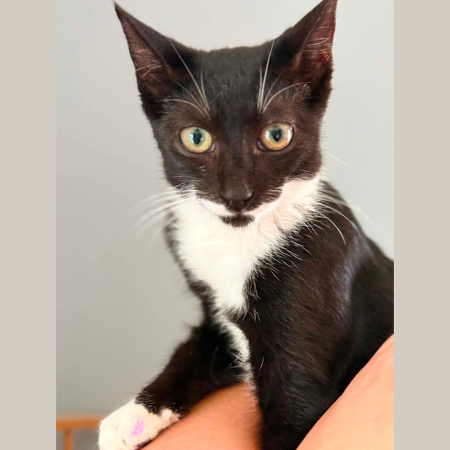 Photo of Chitty 