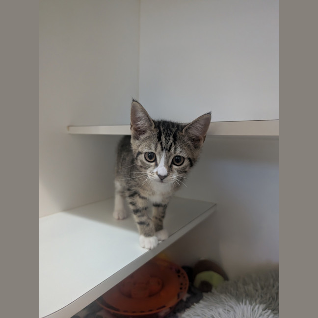 Photo of Echidna (Now Daisy)