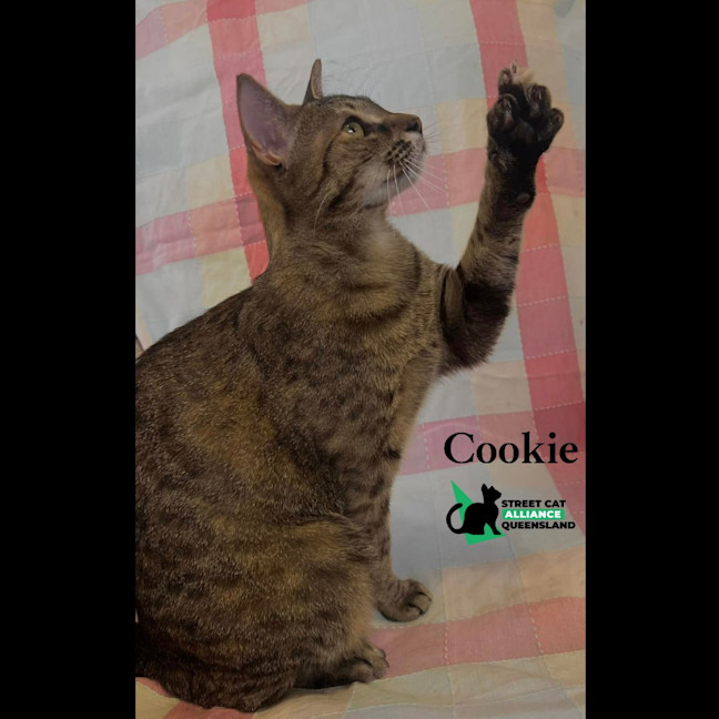 Photo of Cookie