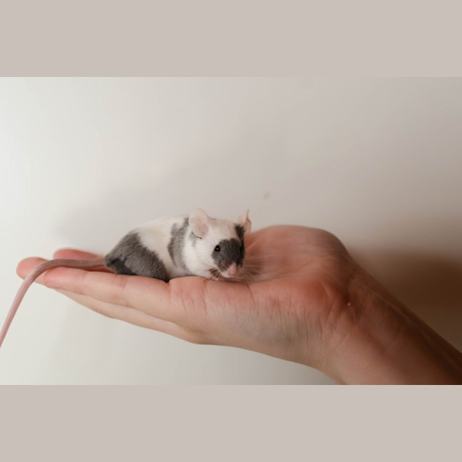 Photo of Rocky & Kinks